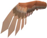 coconi